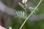 Sticky jointvetch